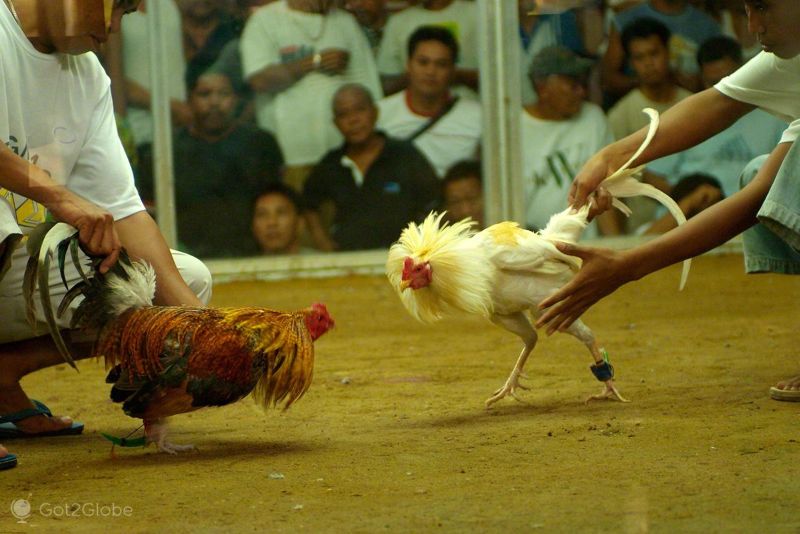 Chăm Sóc Sức Khỏe Gà Asil Đặc Biệt