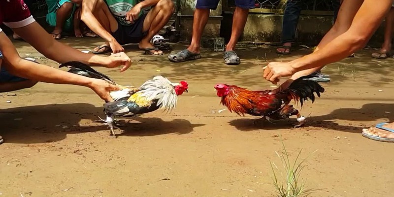 Đặc Điểm Và Ưu Thế Của Gà Tre Đá Gà